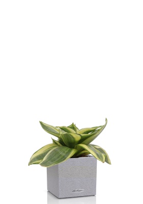 Сансевиерия Голден Ханни 6/15 см в CANTO STONE 14 Сансевиерия Голден Ханни 6/15 см в CANTO STONE 14