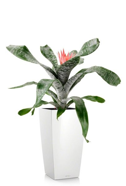 Эхмея 17/50 см в CUBICO 22