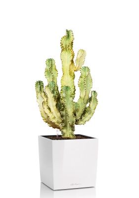 Эуфорбия Ингенс в CUBE 40, белый блестящий