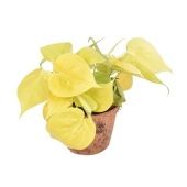 Филодендрон Сканденс Micans Lime Cocopeat Pot d12 см h25 см Филодендрон Сканденс Micans Lime Cocopeat Pot d12 см h25 см