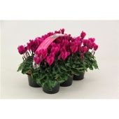 Цикламен Верано Violet 6-pack d9 см h12.5 см