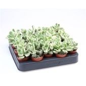 Котиледон суккулент вариегатный d5.5 см h8 см Котиледон суккулент вариегатный d5.5 см h8 см