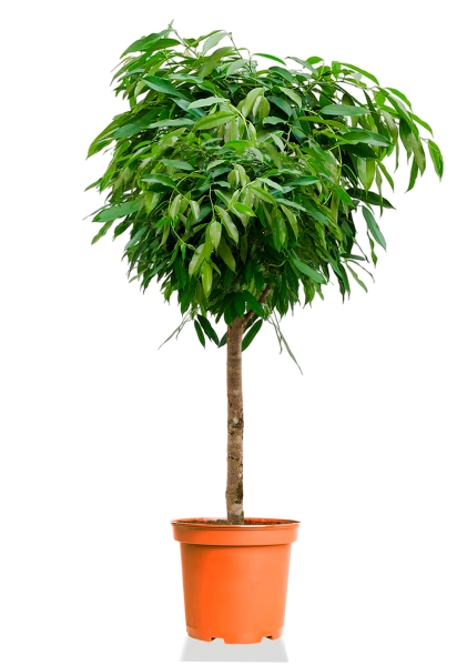 Фикус Биннендийка Амстел Кинг на стволе 55/320 см