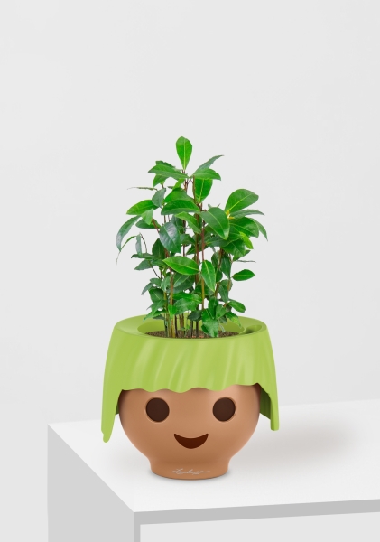 Лавр 9/30 см в OJO Лавр 9/30 см в OJO