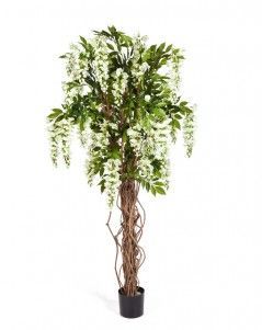 Вистерия лиана белая