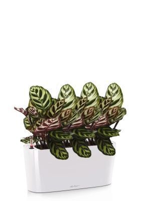 Калатея Макояна в DELTA 20, белый блестящий Калатея Макояна в DELTA 20, белый блестящий