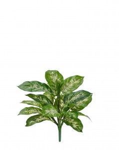 Диффенбахия бело-зелёная куст