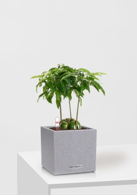 Кастаноспермум в CANTO STONE 14, серый камень