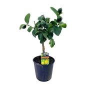 Цитрус Лимон на стволе d17 см h50 см