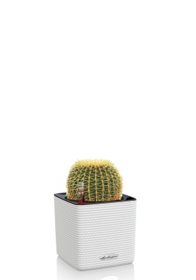 Эхинокактус Грузони 7/8 см в CUBE COLOR 14 Эхинокактус Грузони 7/8 см в CUBE COLOR 14