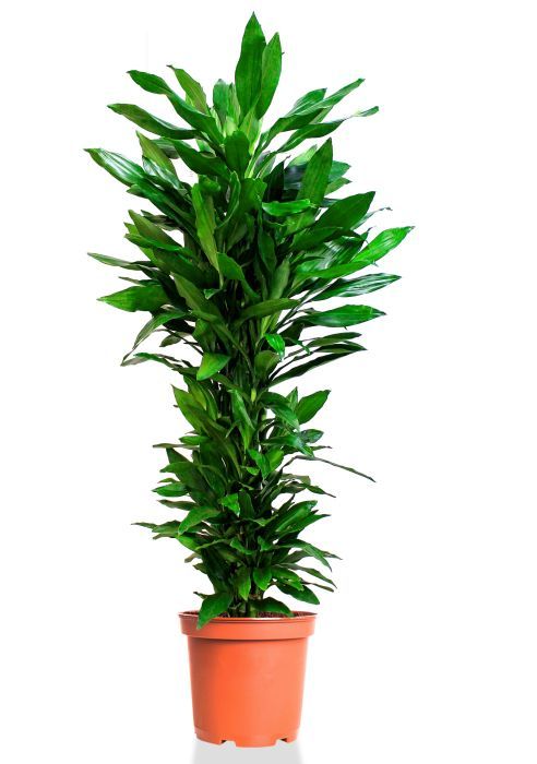 Драцена Джанет Линд бранч 31/150 см