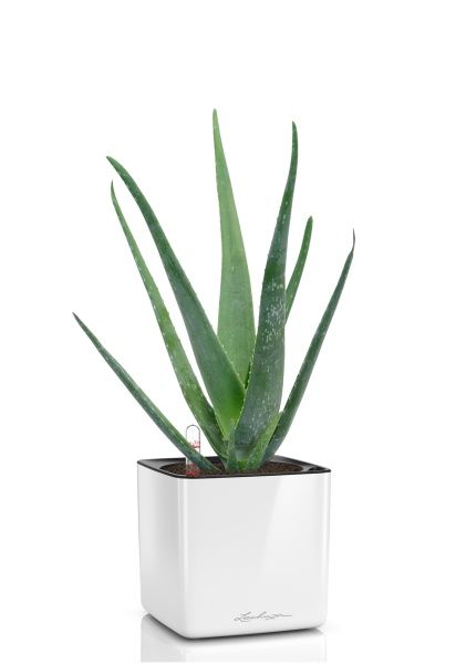 Алоэ Вера в CUBE Glossy 14