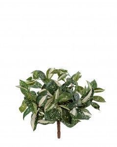 Тини Кордилина бело-зелёная