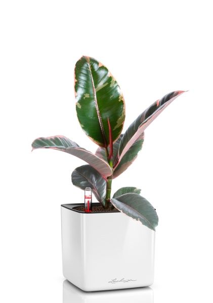 Фикус Эластика Белиз 12/45 см в CUBE GLOSSY 14 Фикус Эластика Белиз 12/45 см в CUBE GLOSSY 14