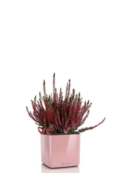 Вереск (Эрика) бордовый в CUBE GLOSSY KISS 14