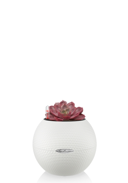 Эхеверия Меджик Парел 12/16 см в PURO 20 Эхеверия Меджик Парел 12/16 см в PURO 20