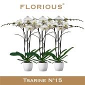 Фаленопсис 3 ствола Tsarine Nr15 In White Ceramic (florious) d15 см h90 см