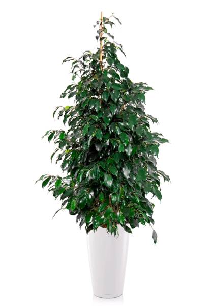 Фикус Бенджамина Даниэль 30/165 см в RONDO 40 Фикус Бенджамина Даниэль 30/165 см в RONDO 40