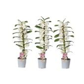 Дендробиум Nobile Classic Apollon 1 ствол белый d12 см h60 см