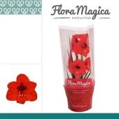 Гиппеаструм Royal Red Flora Magica 1 ствол d13 см h25 см