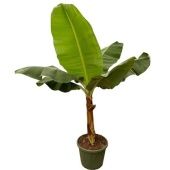 Банан d49 см h220 см Банан d49 см h220 см