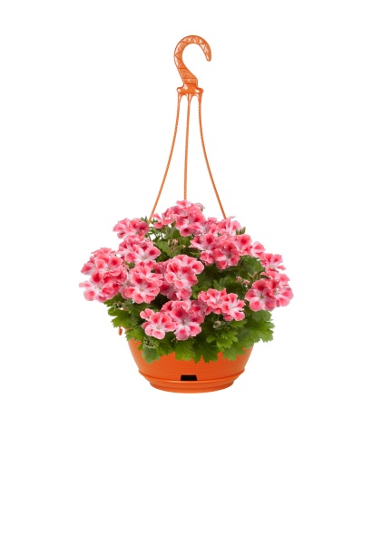 Пеларгония микс 23/40 см Пеларгония микс 23/40 см