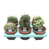 Кактус микс люкс d13 см h18 см