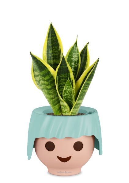 Сансевиерия Футура Суперба в OJO Сансевиерия Футура Суперба в OJO