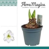 Гиппеаструм белый 2 ствола d17 см h30 см тип 1 Гиппеаструм белый 2 ствола d17 см h30 см тип 1