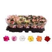 Каланхоэ Rosalina микс d6 см h12.5 см Каланхоэ Rosalina микс d6 см h12.5 см