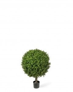 Самшиты Шары уличные на коротком стволе