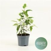 Фикус Бенджамина d8.5 см h20 см Фикус Бенджамина d8.5 см h20 см