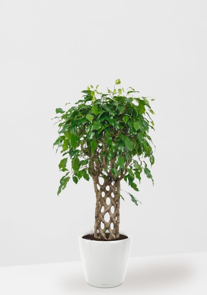 Фикус Экзотика решетка 23/100 см в CLASSICO LS 28 Фикус Экзотика решетка 23/100 см в CLASSICO LS 28