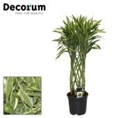 Драцена Сандериана Бамбук вайт (decorum) d19 см h70 см Драцена Сандериана Бамбук вайт (decorum) d19 см h70 см