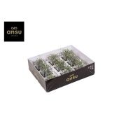 Тилландсия In Glas d6 см h10 см Тилландсия In Glas d6 см h10 см