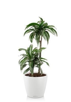 Драцена Джейд Джевел 2 ств 17/65 см в CLASSICO COLOR 21, белый