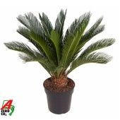Цикас Революта 16+ листьев d27 см h90 см
