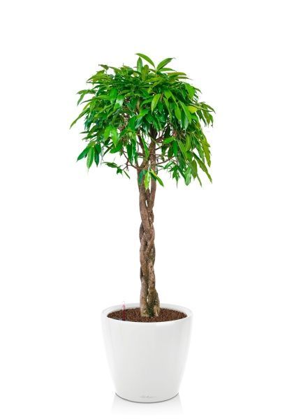 Фикус Амстел Кинг переплетенный 40/170 см в CLASSICO LS 43