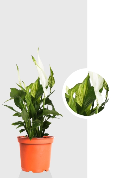 Спатифиллум 7/25 см