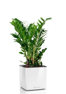 Замиокулькас в CUBE Glossy 16, белый блестящий