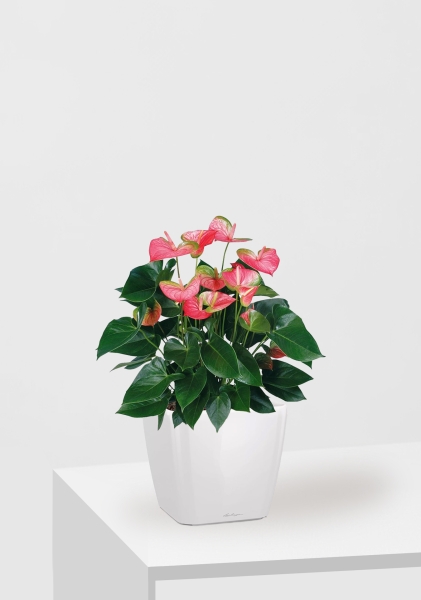 Антуриум Свитхард Пинк 17/60 см в QUADRO LS 21