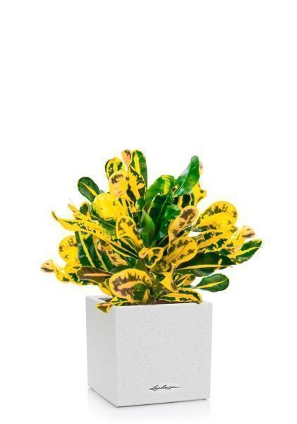 Кротон Еллоу в CANTO STONE 14 Кротон Еллоу в CANTO STONE 14