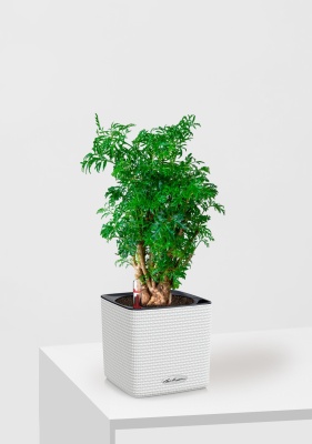 Полисциас Фрутикоза 12/40 см в CUBE Color 14