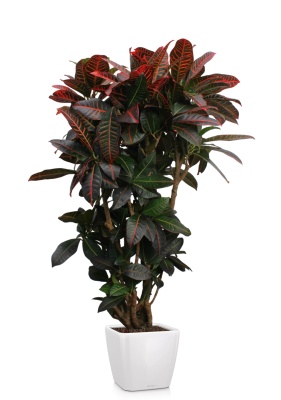 Кротон (Кодиеум) Петра 31/130 см в QUADRO LS 43