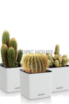 Набор "Кактусы" CUBE 14/30 см, белый (3 шт.)