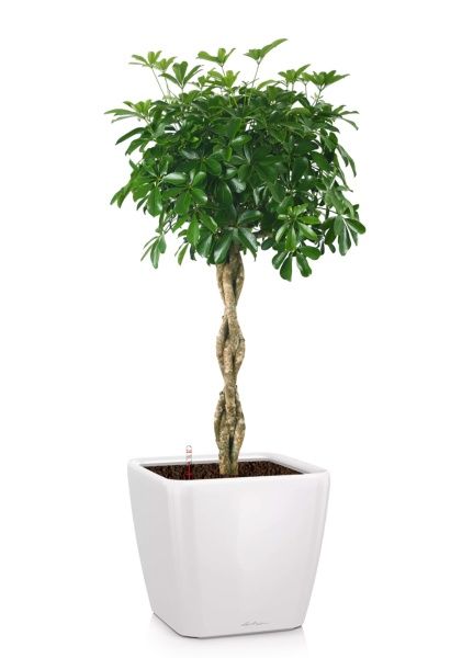 Шеффлера Компакта на стволе 34/170 см в QUADRO 43