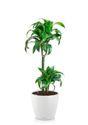 Драцена Дорадо 2 ствола 19/100 см в CLASSICO COLOR 28, белый
