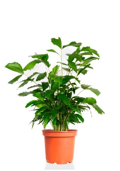 Кариота 27/130 см