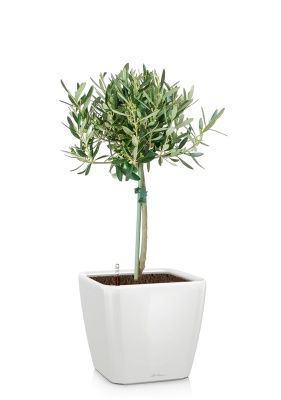 Олива на стволе в QUADRO LS 21, белый блестящий