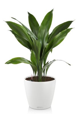 Аспидистра CLASSICO 28/80 см, белый Аспидистра CLASSICO 28/80 см, белый